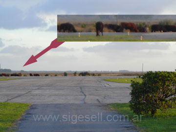 Aterrizaje con escollos: vacas en plena pista central del Aeropuerto