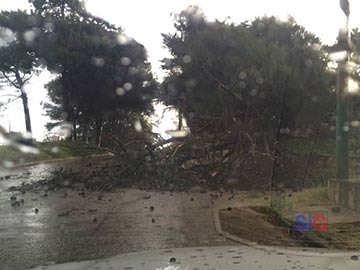 En Boulevard y 130 tambien cayo un arbol