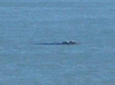 El enorme cetaceo visto desde la costa