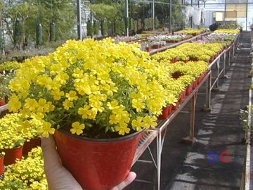 La Floricultura, una rama de la produccion con mucho futuro (foto INTA)