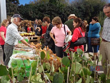 El Paraje Macedo festeja este domingo junto a sus plantaciones de kiwi