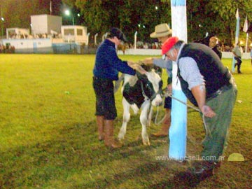 El hijode la de la lechera!!!  ni el novillito se salv de la monta