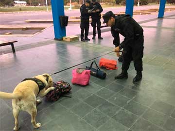 El Can rastreador en plena tarea en la terminal de Villa Gesell (foto PFA)